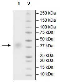 SDS-PAGE - Recombinant human CD47 protein (Active) (His tag C-Terminus) (AB271439)