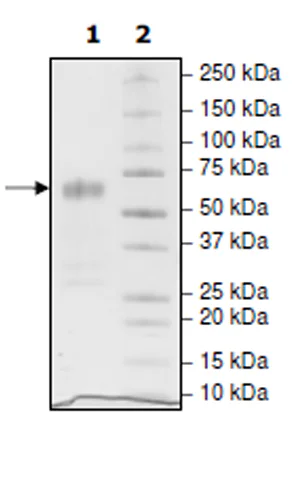 SDS-PAGE - Recombinant Human CD47 protein (Biotin) (Fc tag C-Terminus + Avi tag C-Terminus) (AB271437)