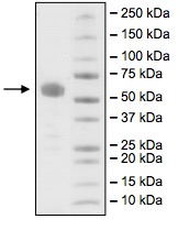 Recombinant Human CD47 protein (Fc Chimera)