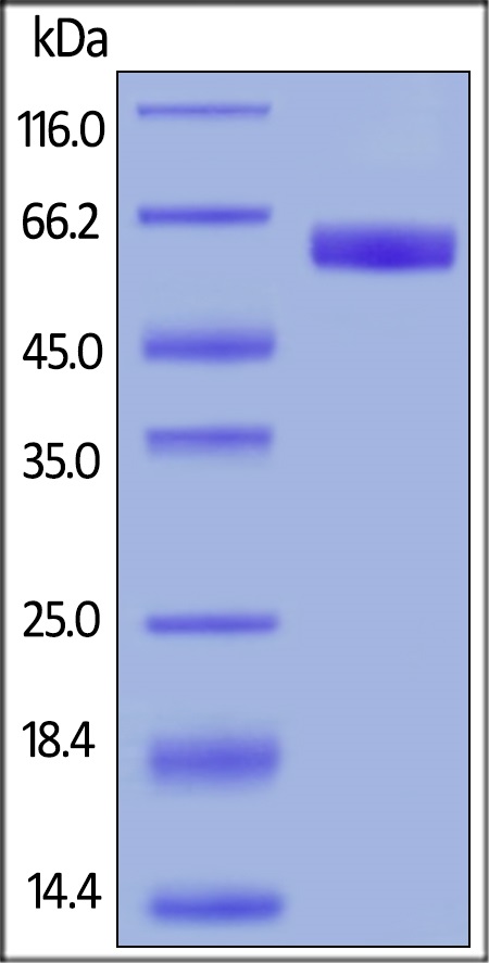 ELISA - Recombinant human CD47 protein (Fc Chimera Active) (AB220559), expandable thumbnail