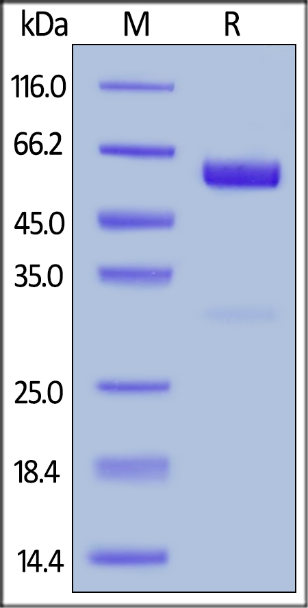 SDS-PAGE - Recombinant human CD47 protein (Fc Chimera Active) (AB220587), expandable thumbnail