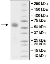 SDS-PAGE - Recombinant Human CD47 protein (Fc tag C-Terminus) (AB216207)