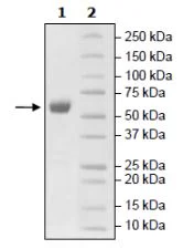 SDS-PAGE - Recombinant Human CD47 protein (Fc tag C-Terminus + Avi tag C-Terminus) (AB271435)