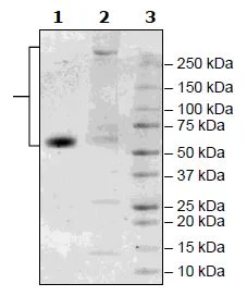 SDS-PAGE - Recombinant Human CD47 protein (Fc tag C-Terminus + Avi tag C-Terminus) (AB271438)