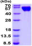 SDS-PAGE - Recombinant Human CD47 protein (Fc tag C-Terminus + His tag C-Terminus) (AB219233)