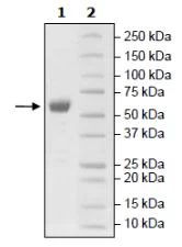 SDS-PAGE - Recombinant Human CD47 protein (Tagged) (AB271435)