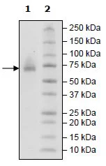 SDS-PAGE - Recombinant human CD48 protein (Active) (Biotin) (Avi tag C-Terminus + Fc tag C-Terminus) (AB271441)
