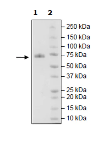 SDS-PAGE - Recombinant Human CD48 protein (Fc tag C-Terminus + Avi tag C-Terminus) (AB271440)