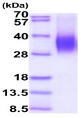 SDS-PAGE - Recombinant Human CD48 protein (His tag) (AB223022), expandable thumbnail