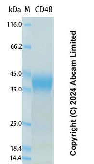 SDS-PAGE - Recombinant Human CD48 Protein Standard (His tag) (AB323134)