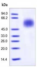 Recombinant human CD55 protein