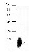 Recombinant Human CD55 protein
