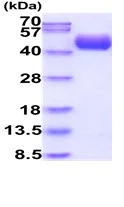 SDS-PAGE - Recombinant Human CD55 protein (His tag) (AB229358)