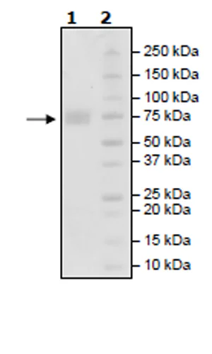 SDS-PAGE - Recombinant human CD58 protein (Active) (Biotin) (Fc tag C-Terminus + Avi tag C-Terminus) (AB271442)