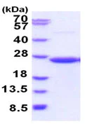 SDS-PAGE - Recombinant Human CD58 protein (denatured) (AB187438)