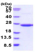 SDS-PAGE - Recombinant Human CD58 protein (denatured) (AB187438)