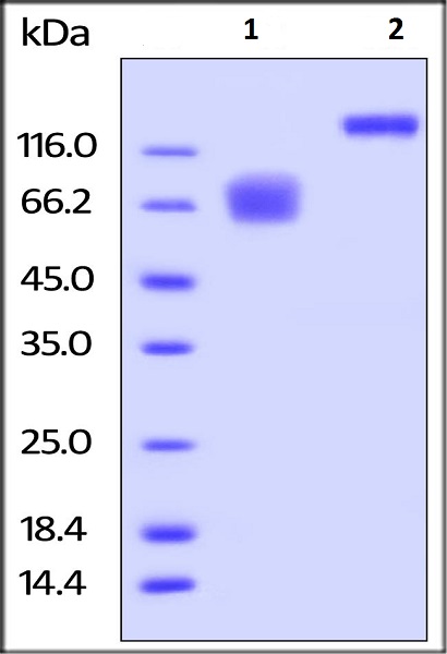 Recombinant human CD58 protein (Fc Chimera Active)