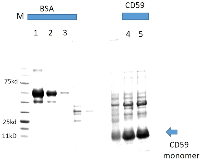 SDS-PAGE - Recombinant Human CD59 protein (AB134887)
