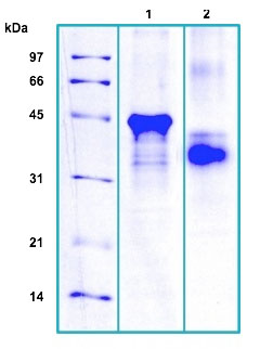 SDS-PAGE - Recombinant Human CD5L/CT-2 protein (AB184604), expandable thumbnail