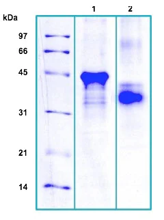 SDS-PAGE - Recombinant Human CD5L/CT-2 protein (AB184604)