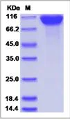 SDS-PAGE - Recombinant Human CD6/T12 protein (Fc Chimera) (AB276728)