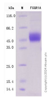 SDS-PAGE - Recombinant Human CD64 Protein Standard (His tag) (AB316559), expandable thumbnail