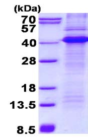 SDS-PAGE - Recombinant Human CD68 protein (denatured) (AB134533)