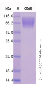 SDS-PAGE - Recombinant Human CD68 Protein Standard (His tag) (AB316554)