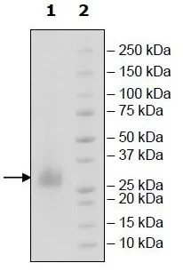 SDS-PAGE - Recombinant human CD70 protein (Active) (His tag C-Terminus + Avi tag C-Terminus) (AB271444)