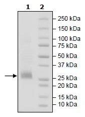 SDS-PAGE - Recombinant Human CD70 protein (Biotin) (His tag C-Terminus + Avi tag C-Terminus) (AB271443)