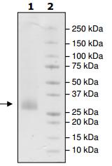 SDS-PAGE - Recombinant Human CD70 protein (His tag) (AB216238)
