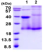 SDS-PAGE - Recombinant human CD70 protein (His tag C-Terminus) (AB222430)
