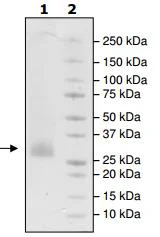 SDS-PAGE - Recombinant Human CD70 protein (His tag N-Terminus) (AB216238)