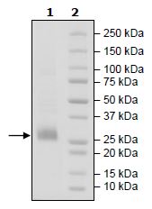 SDS-PAGE - Recombinant Human CD70 protein (Tagged) (Biotin) (AB271443), expandable thumbnail