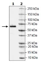 SDS-PAGE - Recombinant human CD73 protein (Active) (Biotin) (AB271447)