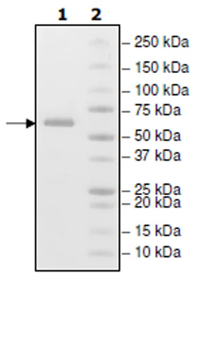 SDS-PAGE - Recombinant human CD73 protein (Active) (His tag C-Terminus) (AB271449)