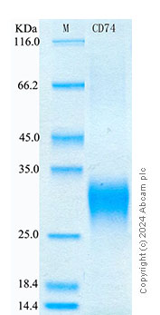 SDS-PAGE - Recombinant Human CD74 Protein Standard (His tag) (AB315990), expandable thumbnail