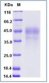 SDS-PAGE - Recombinant Human CD79a + CD79b protein (Tagged) (AB277036)