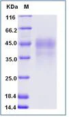 SDS-PAGE - Recombinant Human CD79a + CD79b protein (Tagged) (AB277036)