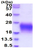 SDS-PAGE - Recombinant Human CD79a protein (His tag) (AB227390)