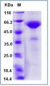 SDS-PAGE - Recombinant Human CD8 alpha protein (Fc Chimera) (AB276345), expandable thumbnail
