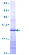 SDS-PAGE - Recombinant Human CD8 alpha protein (GST tag N-Terminus) (AB114161)