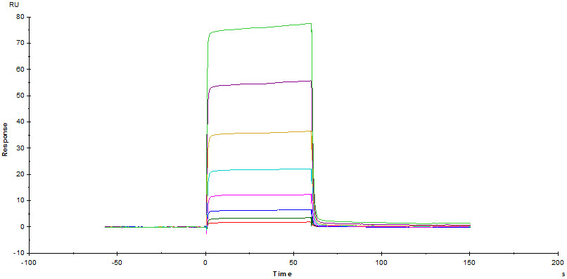 Recombinant human CD80 protein