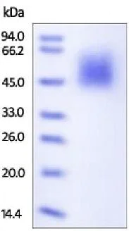 SDS-PAGE - Recombinant human CD80 protein (AB180050)