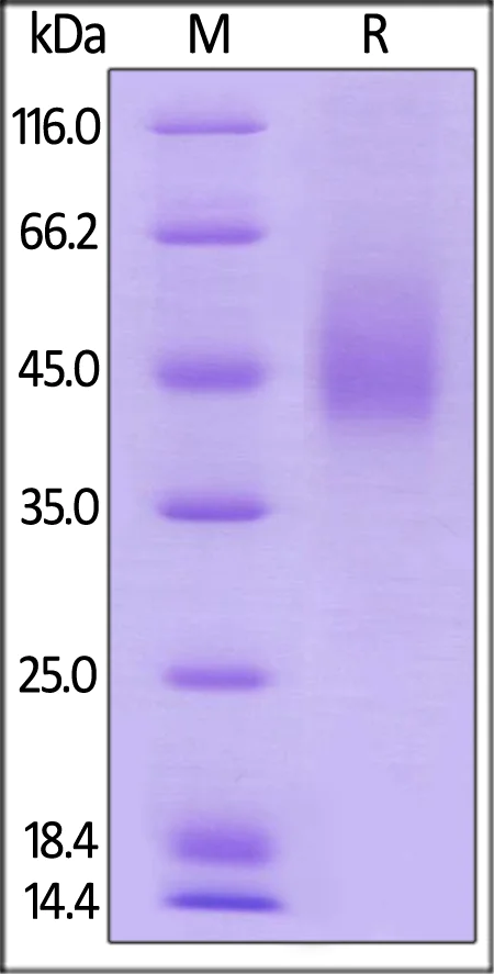SDS-PAGE - Recombinant human CD80 protein (AB180050)