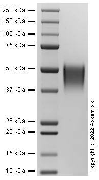 SDS-PAGE - Recombinant Human CD80 protein (Active) (AB288813)