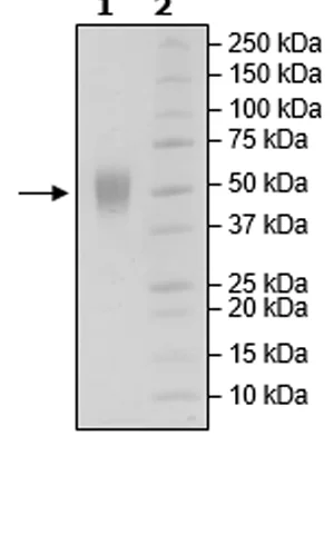 SDS-PAGE - Recombinant human CD80 protein (Active) (DDDDK tag C-Terminus + Avi tag C-Term + His tag C-Term) (AB271371)