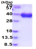 Recombinant human CD80 protein (His tag)