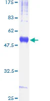 SDS-PAGE - Recombinant Human CD82 protein (GST tag N-Terminus) (AB114340)