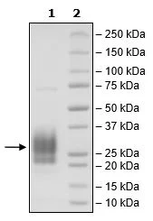 SDS-PAGE - Recombinant Human CD83 protein (Avi tag C-Terminus + His tag C-Terminus) (AB271450)